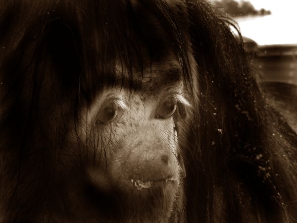 chimpnzee in horse